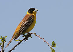 Black-headed Bunting