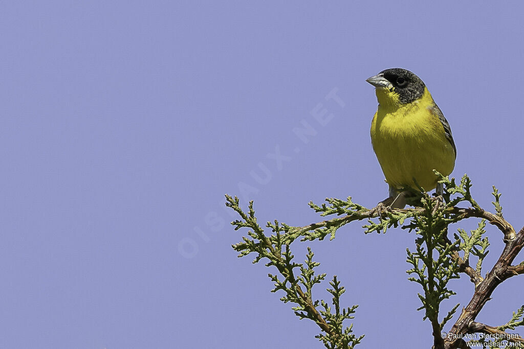 Black-headed Bunting