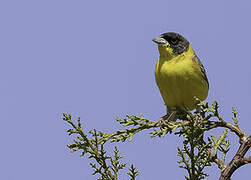 Black-headed Bunting