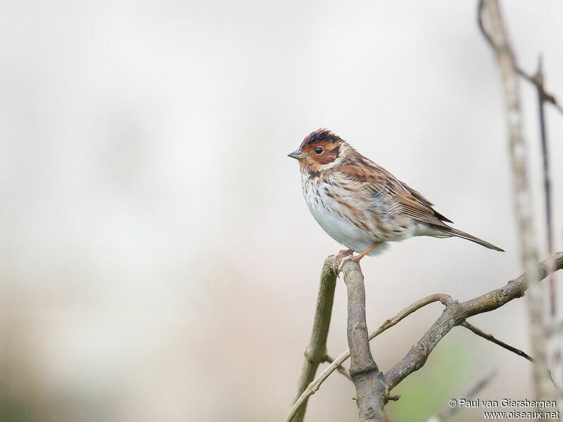 Little Bunting