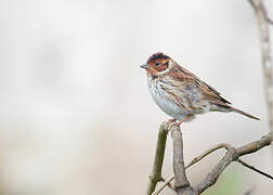 Little Bunting