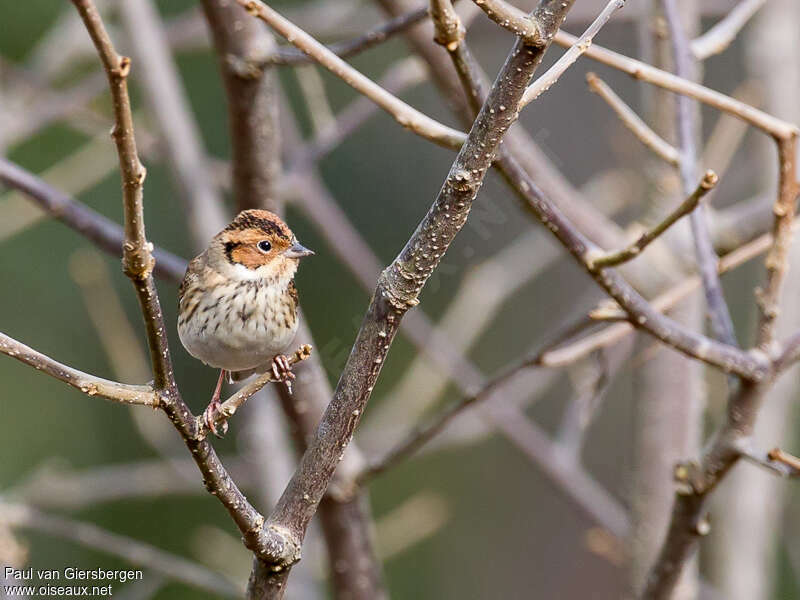 Little Buntingadult, habitat, pigmentation