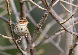 Little Bunting