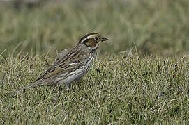 Little Bunting