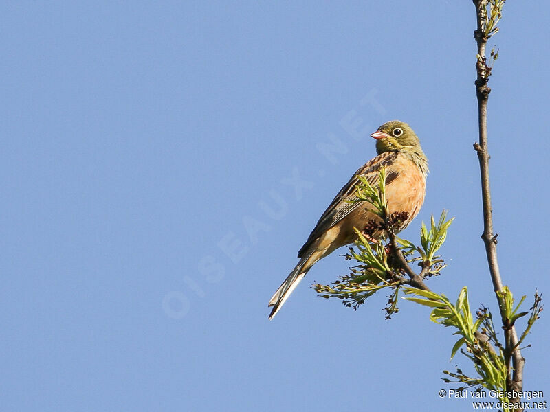 Ortolan Bunting