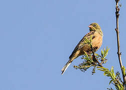 Ortolan Bunting