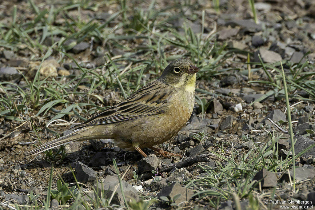 Ortolan Buntingadult