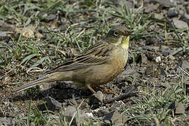 Ortolan Bunting