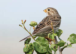 Corn Bunting