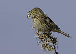 Corn Bunting