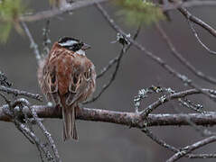 Rustic Bunting