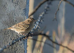 Grasshopper Sparrow