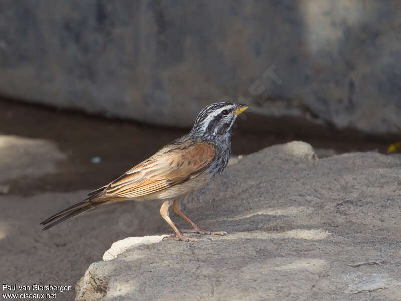 Bruant striolé mâle adulte, habitat, pigmentation