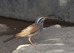 Striolated Bunting