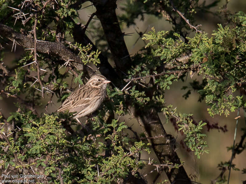 Vesper Sparrowadult, habitat