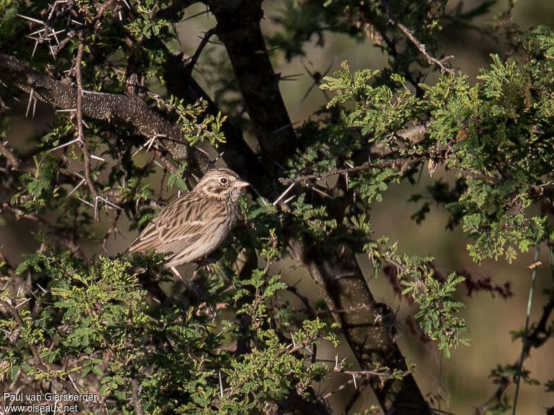 Bruant vespéraladulte, habitat