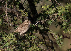 Vesper Sparrow