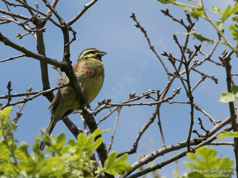 Cirl Bunting