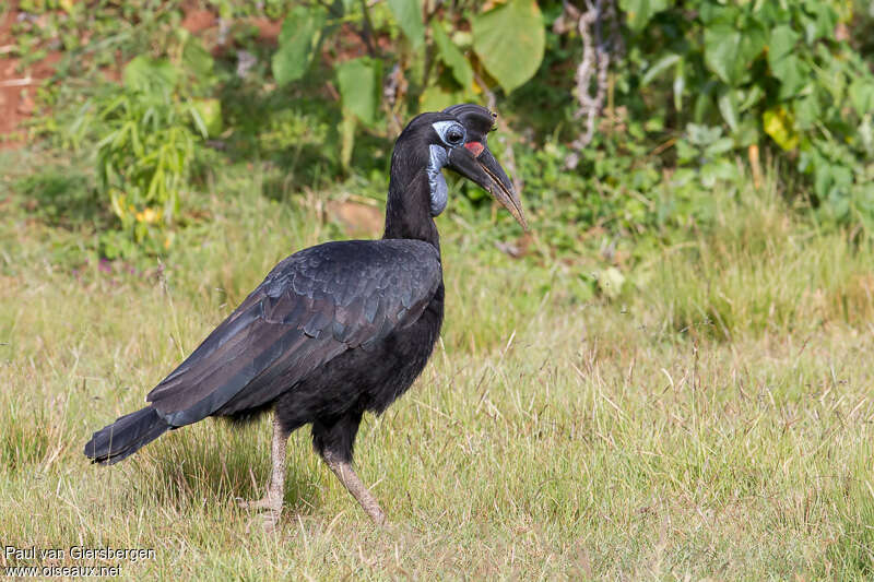 Bucorve d'Abyssinie femelle adulte, identification