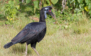 Abyssinian Ground Hornbill