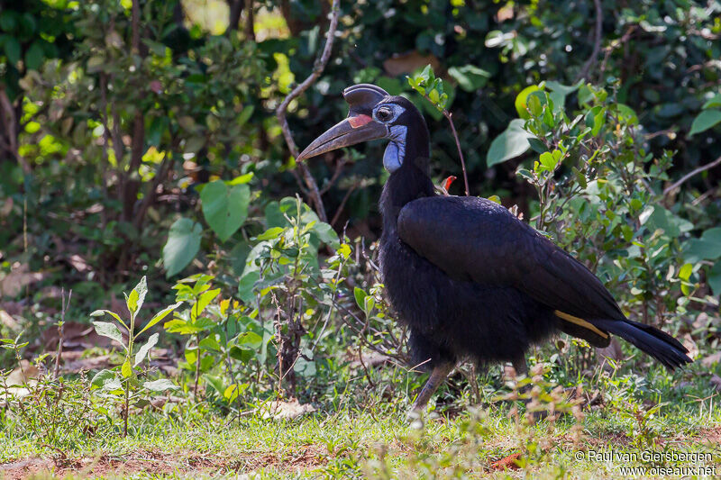 Abyssinian Ground Hornbill