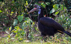 Abyssinian Ground Hornbill