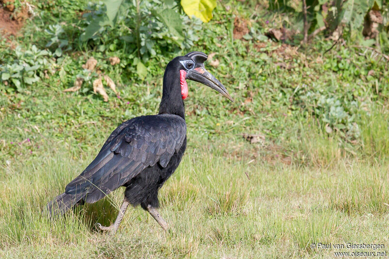 Abyssinian Ground Hornbill