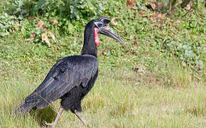 Abyssinian Ground Hornbill