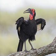 Southern Ground Hornbill