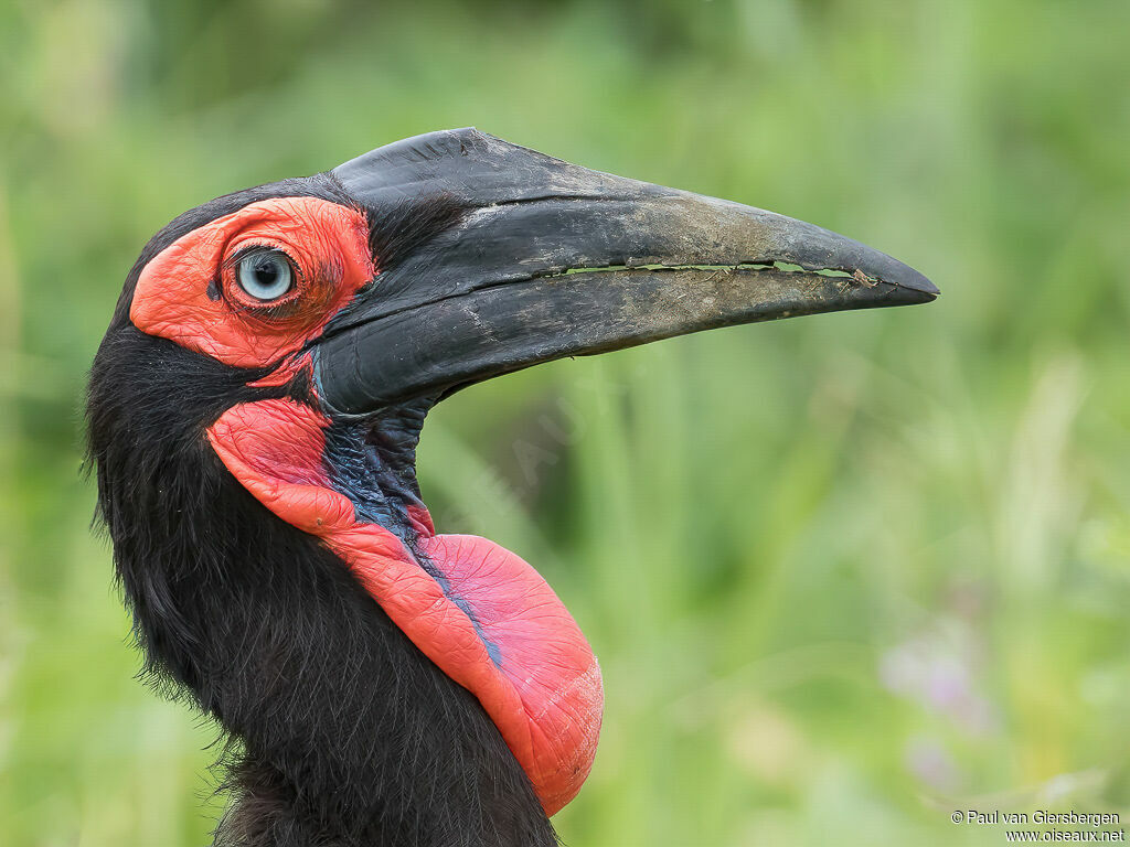 Southern Ground Hornbilladult