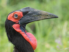 Southern Ground Hornbill