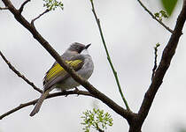 Bulbul à ailes vertes