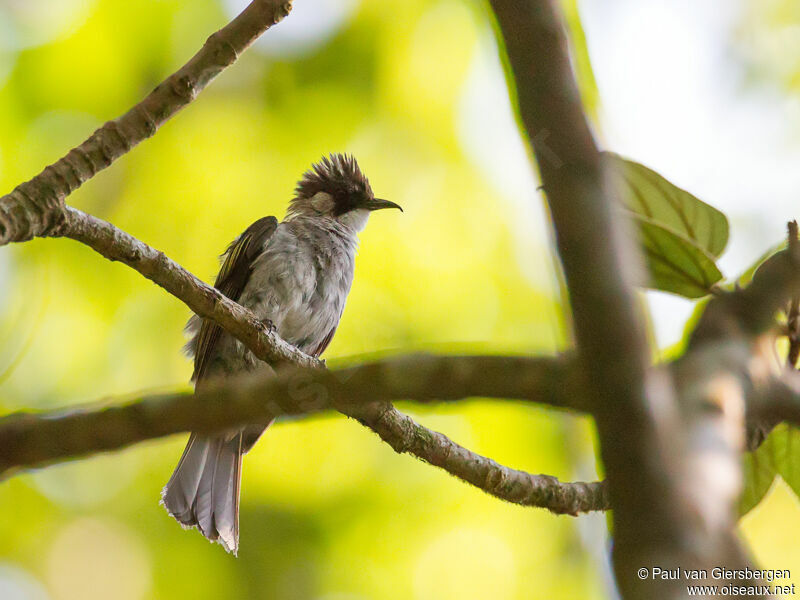 Bulbul à ailes vertes