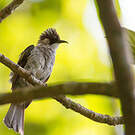 Bulbul à ailes vertes