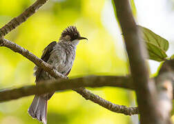 Bulbul à ailes vertes