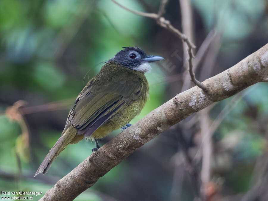 Bulbul à barbe blancheadulte, identification