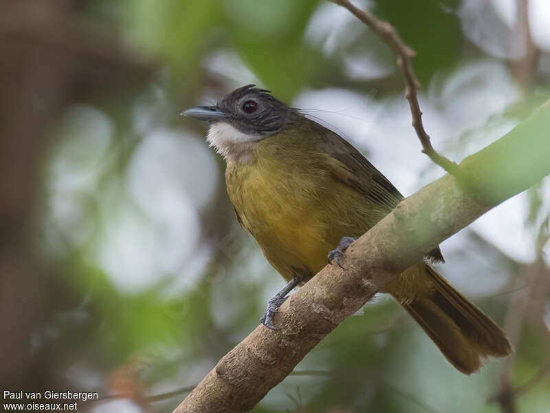 Red-tailed Greenbuladult