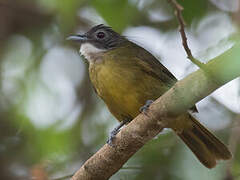 Bulbul à barbe blanche