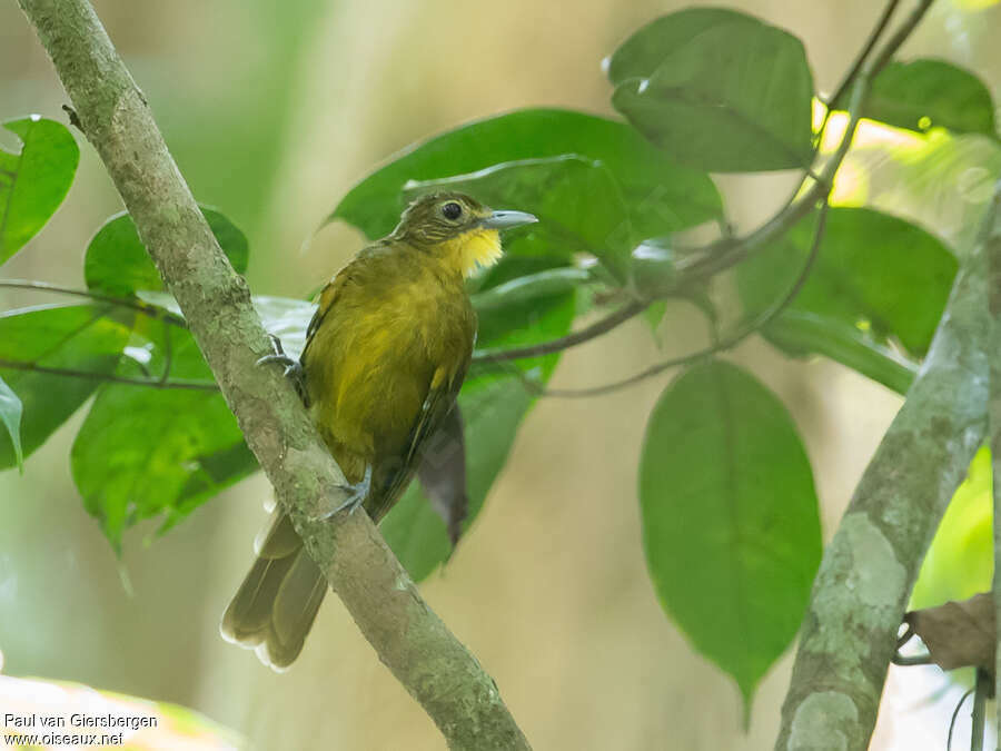 Bulbul à barbe jauneadulte, identification