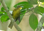 Bulbul à barbe jaune