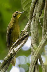Bulbul à barbe jaune