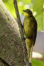 Bulbul à barbe jaune