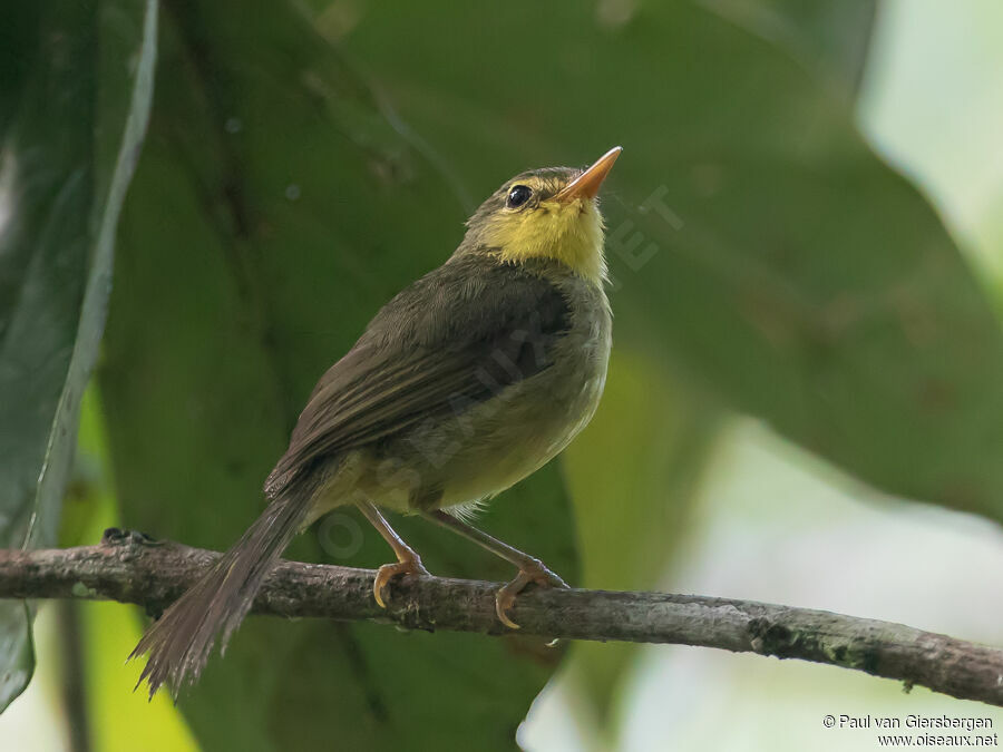 Bulbul à bec courtadulte