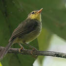 Bulbul à bec court