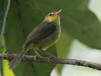 Bulbul à bec court