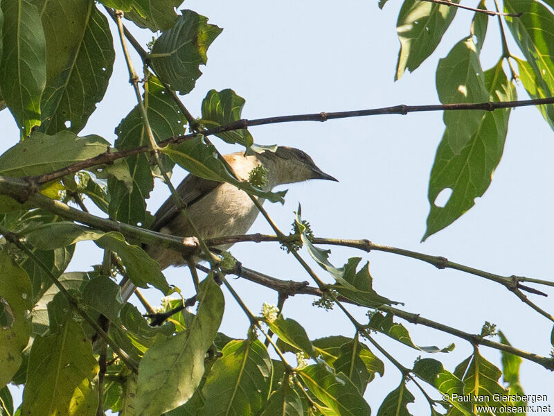 Bulbul à bec grêle