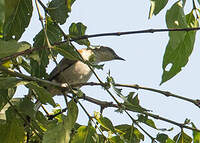 Bulbul à bec grêle