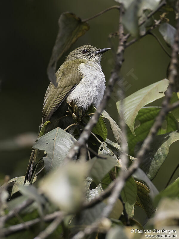 Slender-billed Greenbuladult