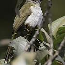 Bulbul à bec grêle