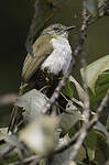 Bulbul à bec grêle